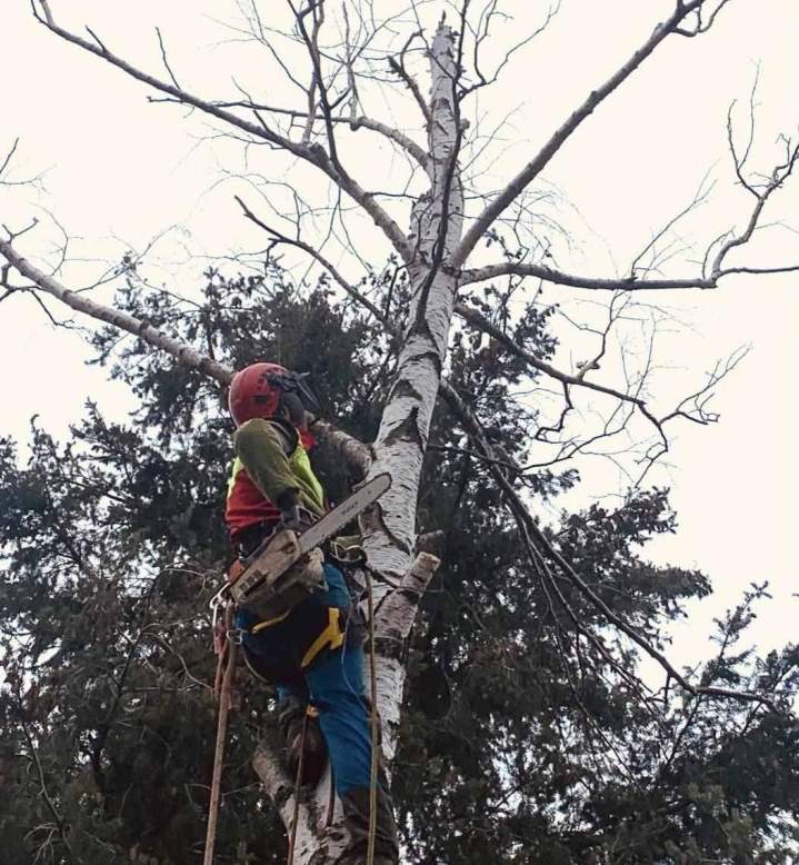 Nous taillons vos arbres pour assurer leur bon développement.