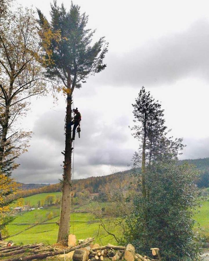 Abattage d'arbres Loire