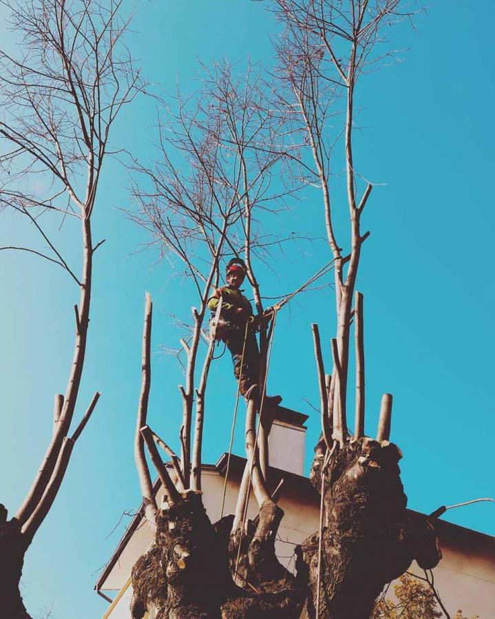 Élagage d'arbres Loire