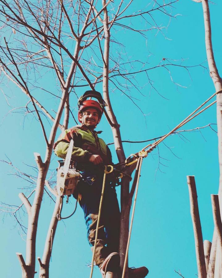 Abattage d'arbres Loire