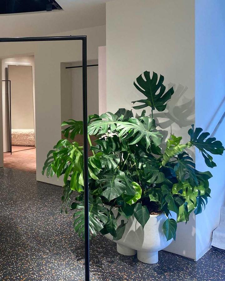 Plantes d'intérieur Loire