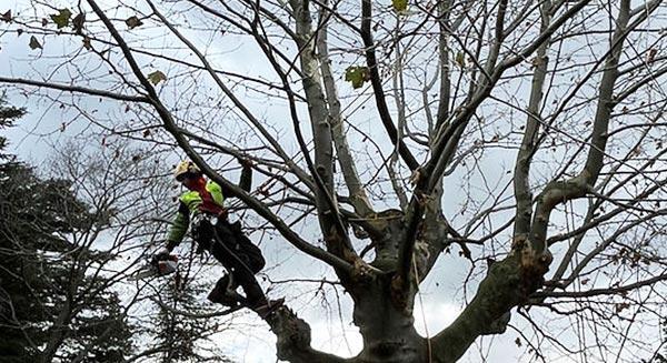 Abattage d'arbres Loire