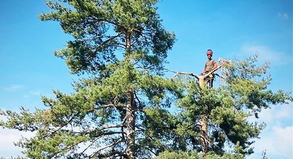 Élagage d'arbres Loire